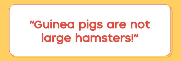 guinea pigs are not large hamster