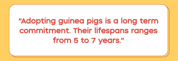 Guinea pigs live five to seven years, making them quite the commitment