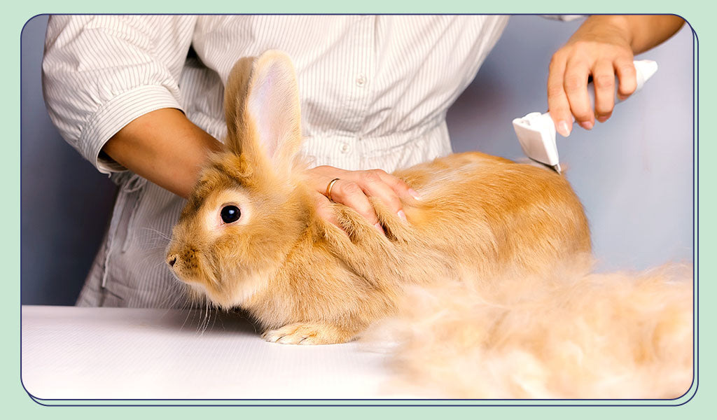 Rabbit being groomed on table