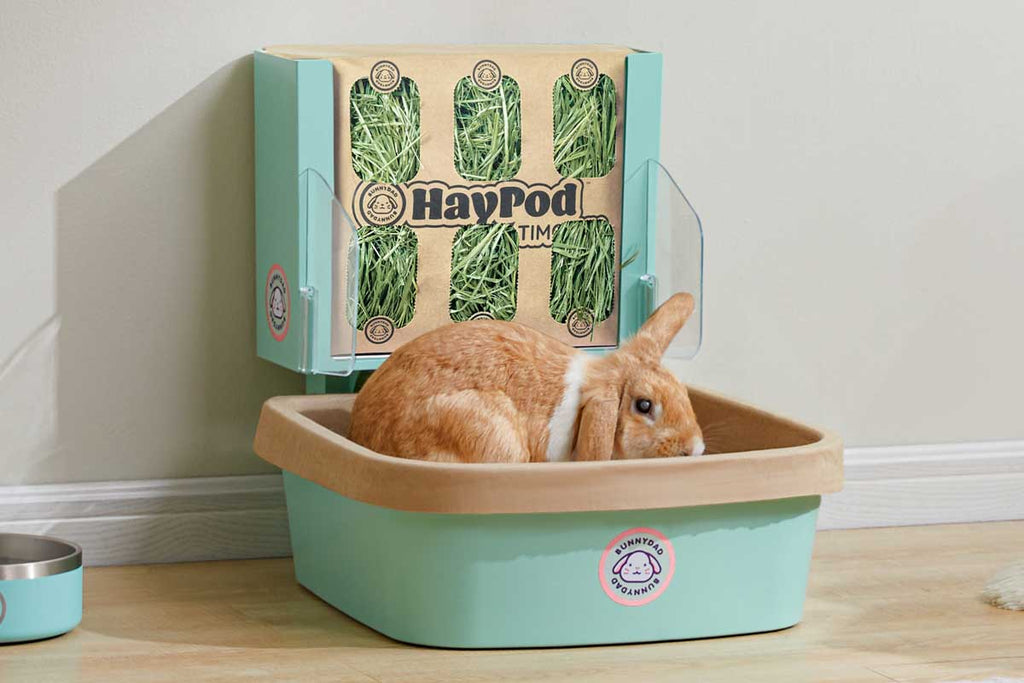 A tan rabbit lies in a teal BunnyLet under a "HayPod" with visible hay. A "BunnyDad" logo decorates the box, with a steel bowl and wooden floor completing the domestic scene.