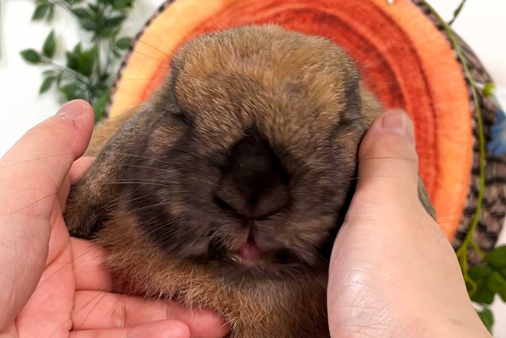 A brown rabbit is cradled in human hands, eyes shut in contentment against a backdrop featuring a tree stump and greenery, suggesting a serene setting.