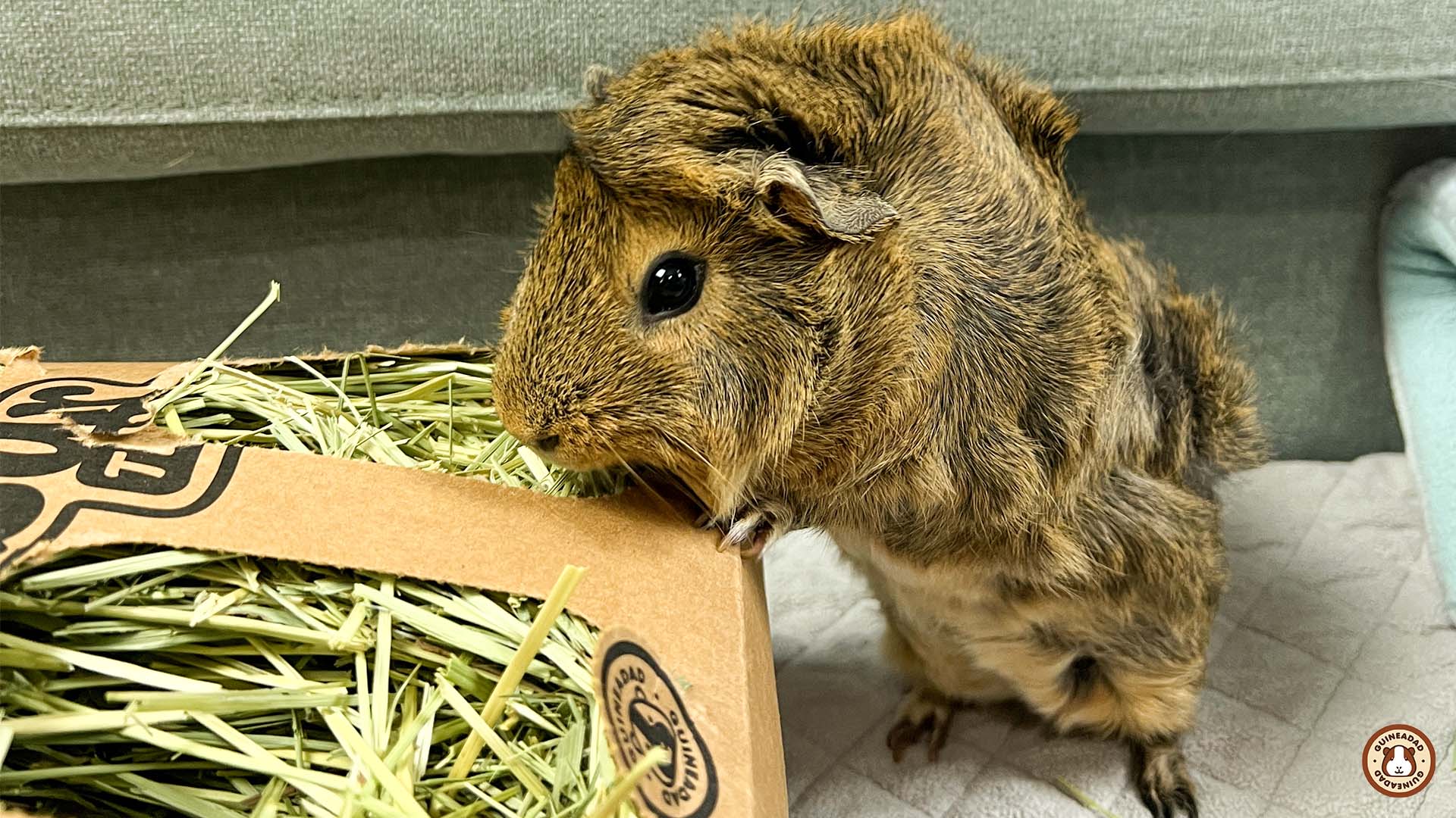 Guinea pig eating from the GuineaDad Hay Bar for guinea pigs