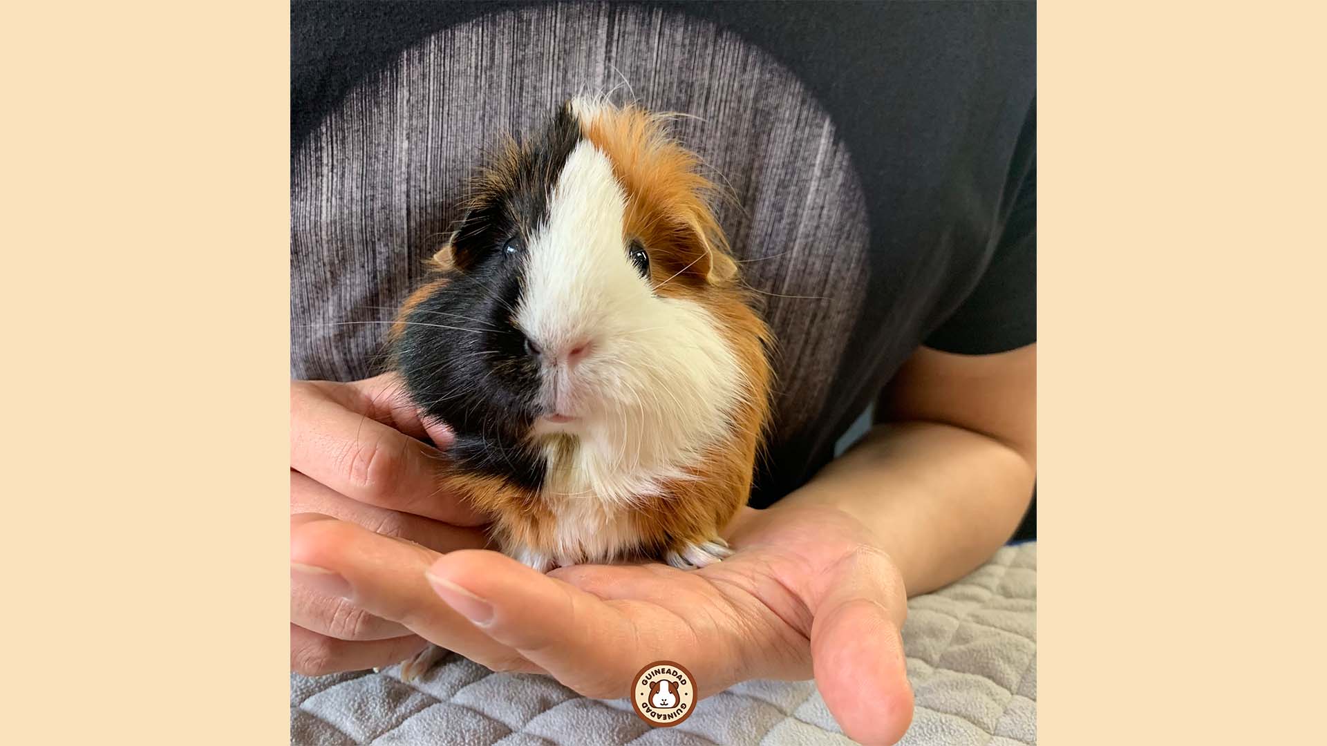 GuineaDad caring for his guinea pig