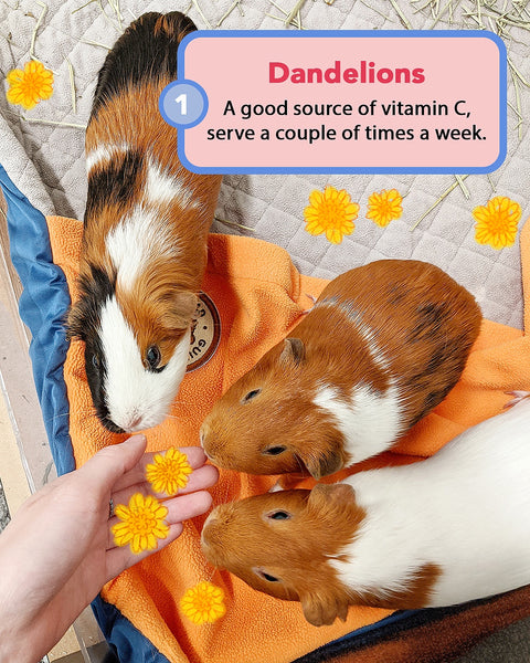 what could guinea pigs eat