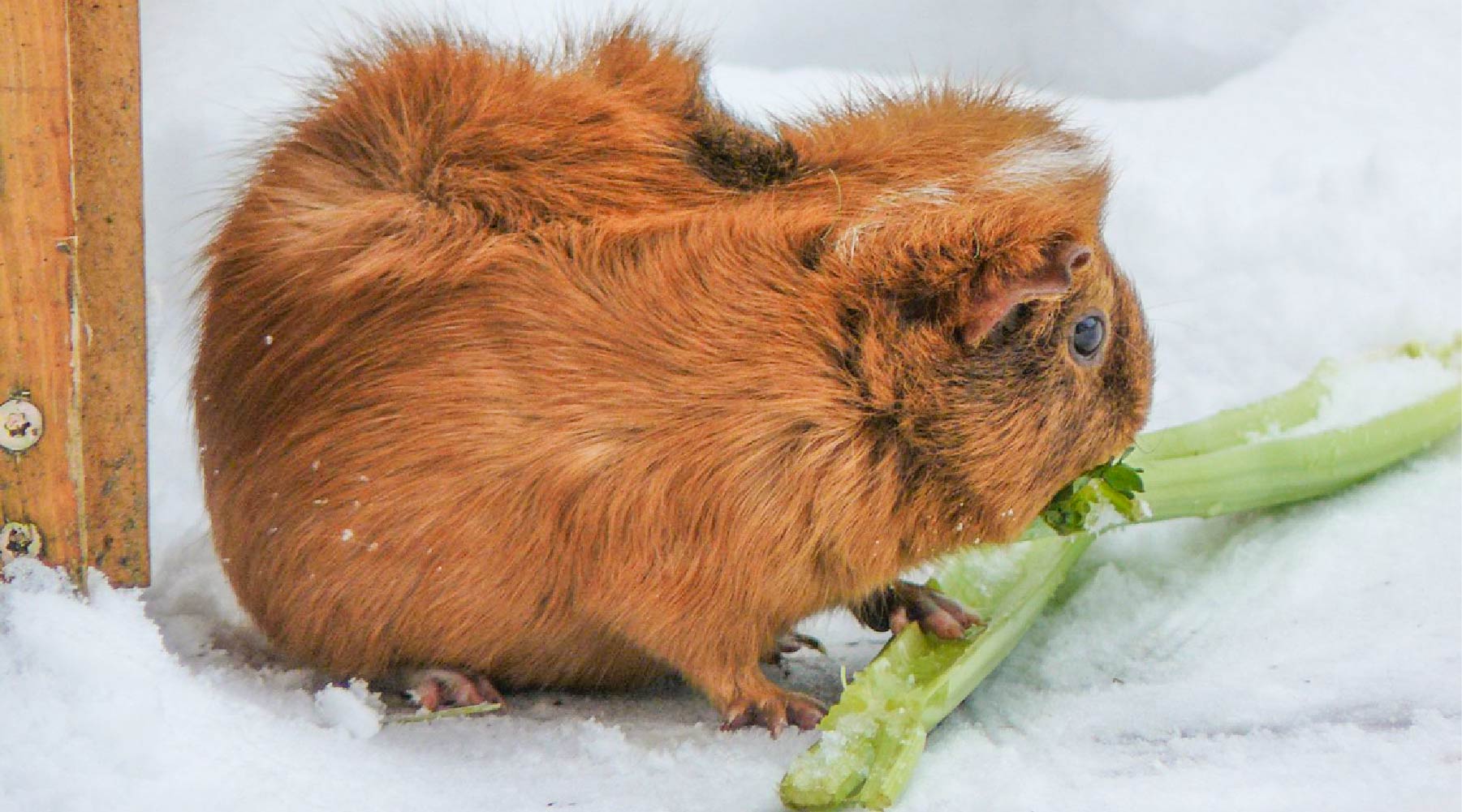 A Guinea Pig Eating Celery on Snow