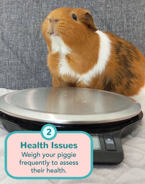 guinea pig health problems