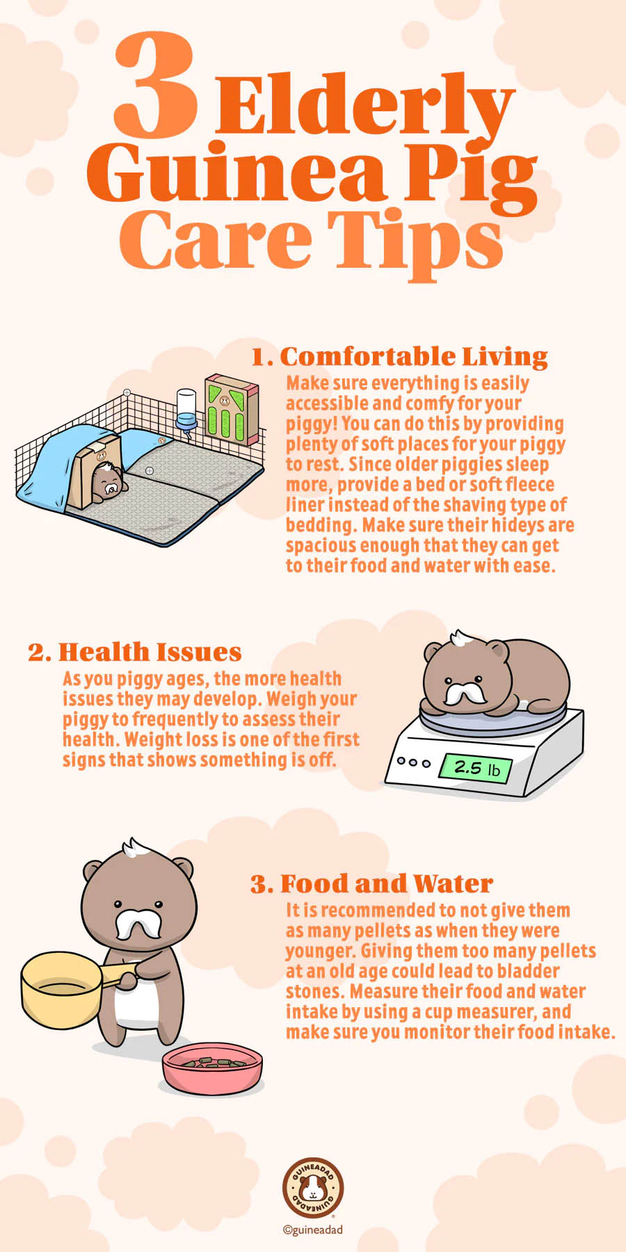 3 Elderly Guinea Pig Care Tips