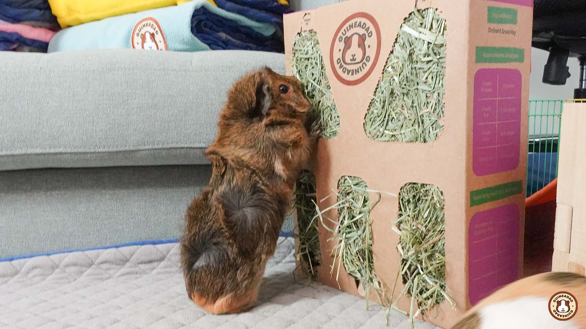 Guinea pig eating GuineaDad Hay Box