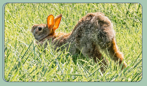 10 Signs Your Rabbit Loves You I GuineaDad