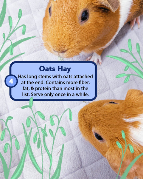 types of hay for guinea pigs