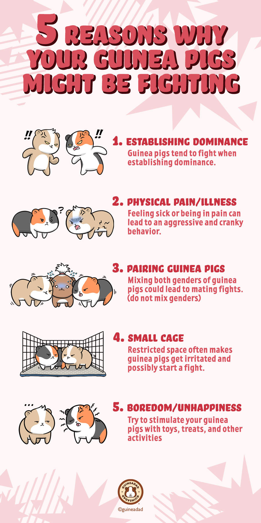 reasons why your guinea pigs might be fighting