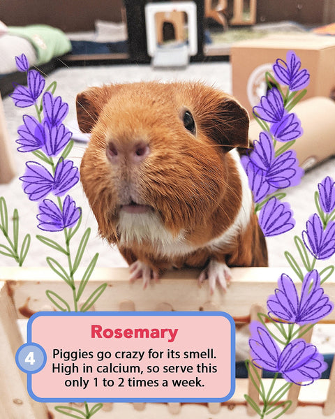 can guinea pigs eat lavender
