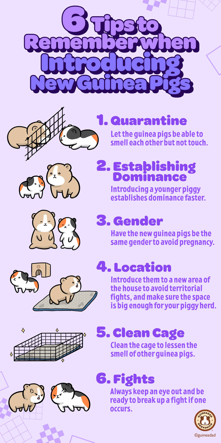 6 Tips To Introduce New Guinea Pigs