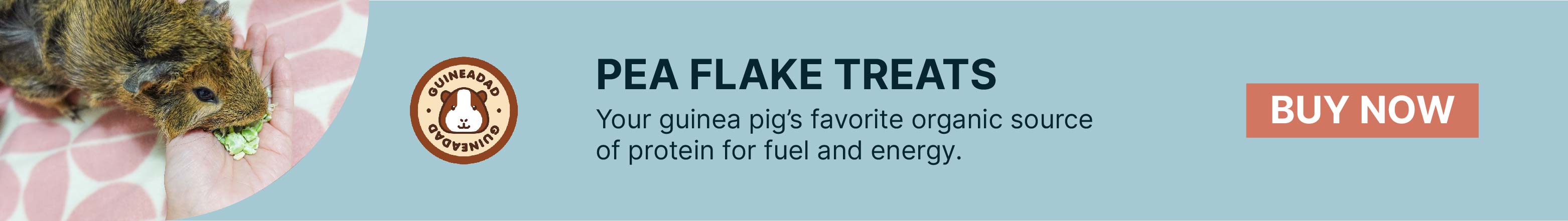 Guinea pig eating pea flakes