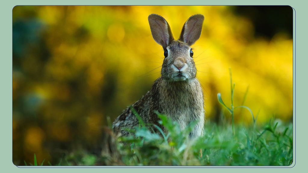 Adult Rabbit - Rabbits reach maturity and become fully grown around 6-12 months old