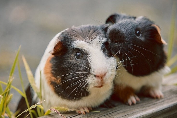 guinea pigs in grass