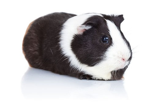 guinea pig dress shoe , cuy dress shoe , black and white guinea pig