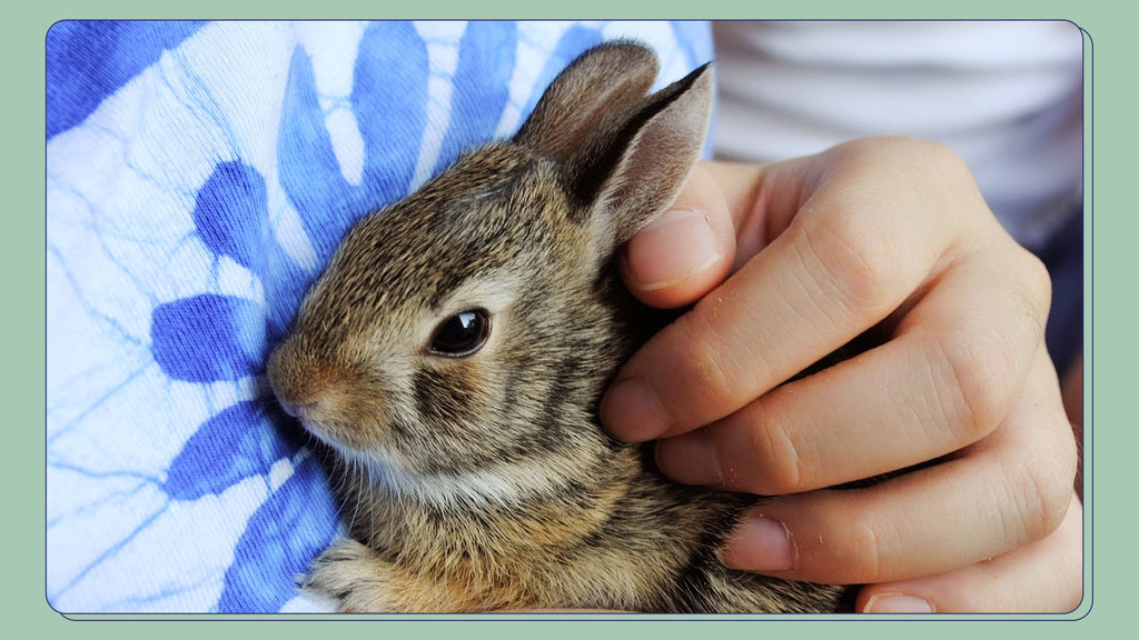 Baby Bunny - Baby Bunnies are between 0-20 weeks old, or about 0-5 months. When A rabbit reaches 6 months, it is considered to be adolescent.