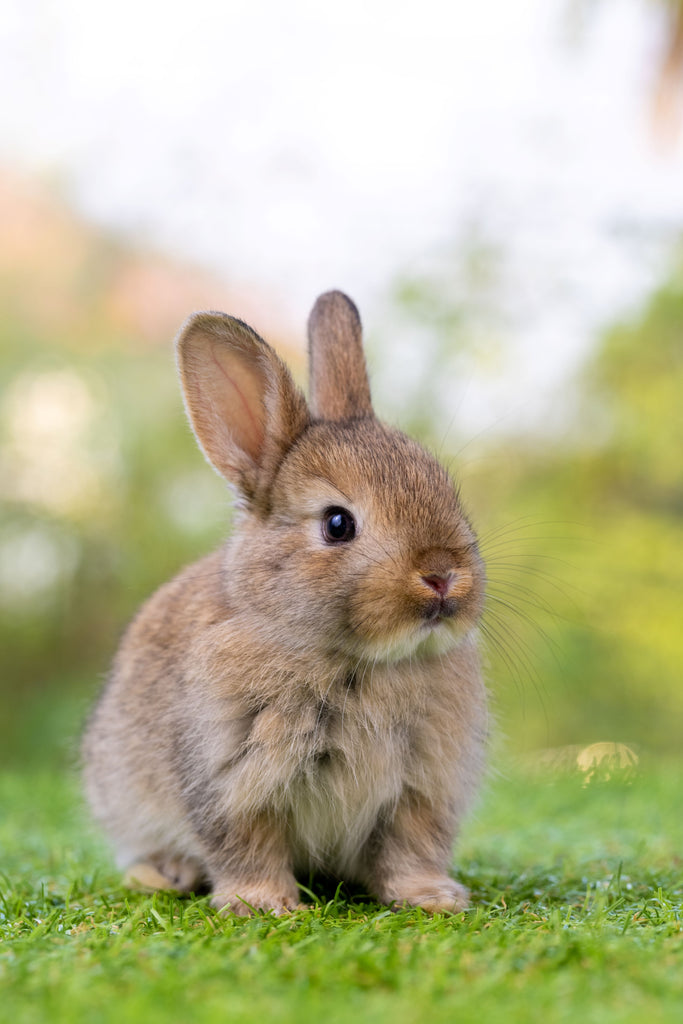 a cute rabbit, bunny vs rabbit, rabbit vs bunny