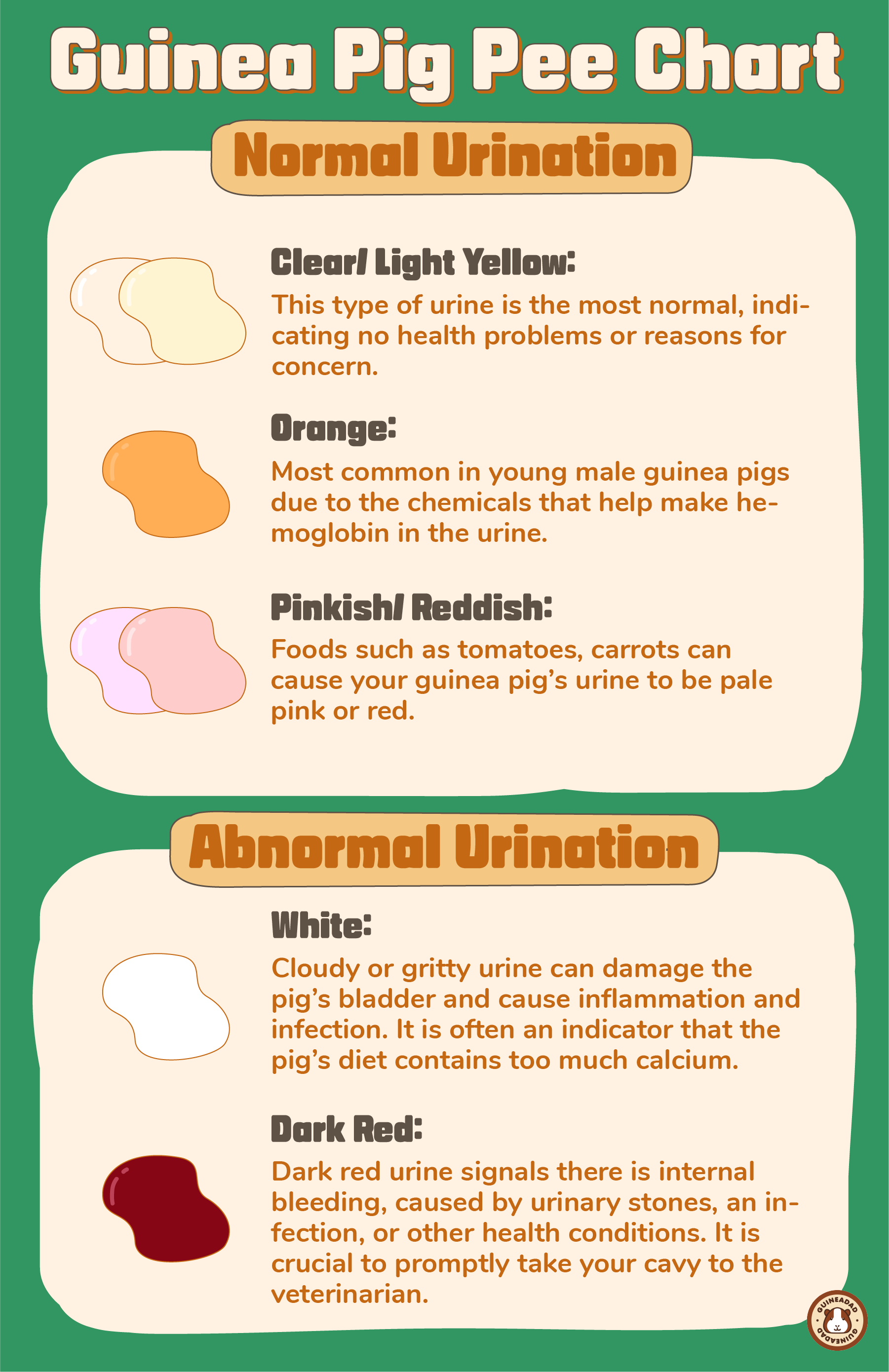 Comprehensive infographic detailing guinea pig urine colors and textures, indicating health conditions such as normal, dehydration, and diseases including UTI, stones, and dietary imbalances. Includes descriptions of clear, yellow, orange, pink, white, and red urine with health implications.