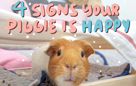 4 Signs Your Guinea Pig is Happy https://guineadad.com/blogs/news/4-signs-your-guinea-pig-is-happy?