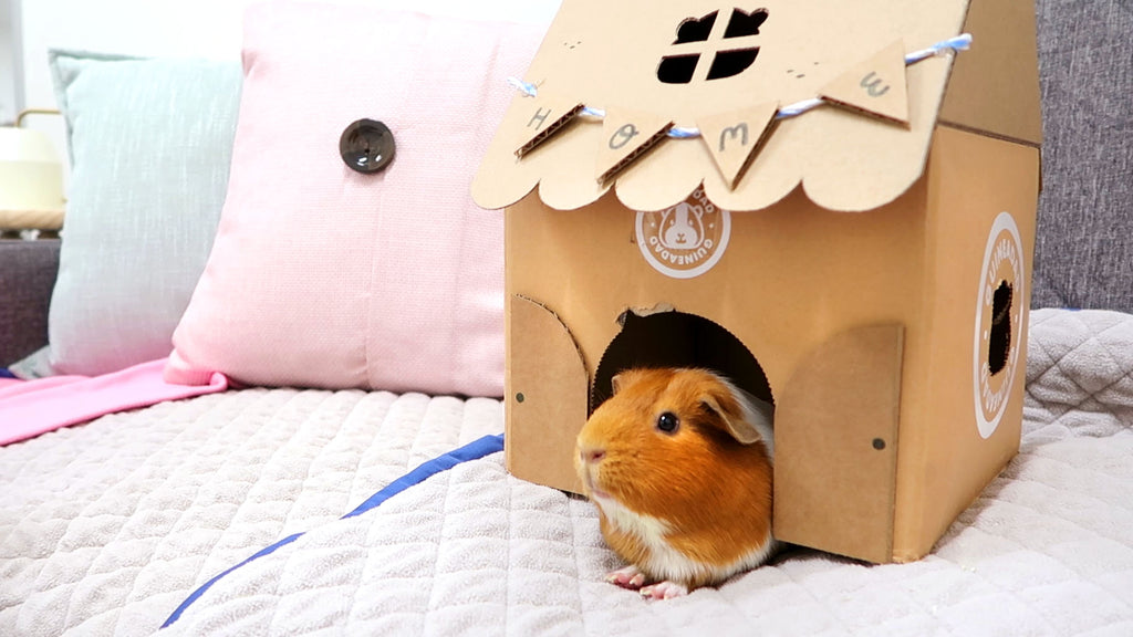 DIY guinea pig home