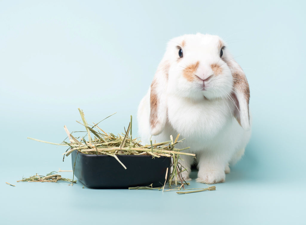 Bunny with a bowl of Timothy hay, alfafa hay