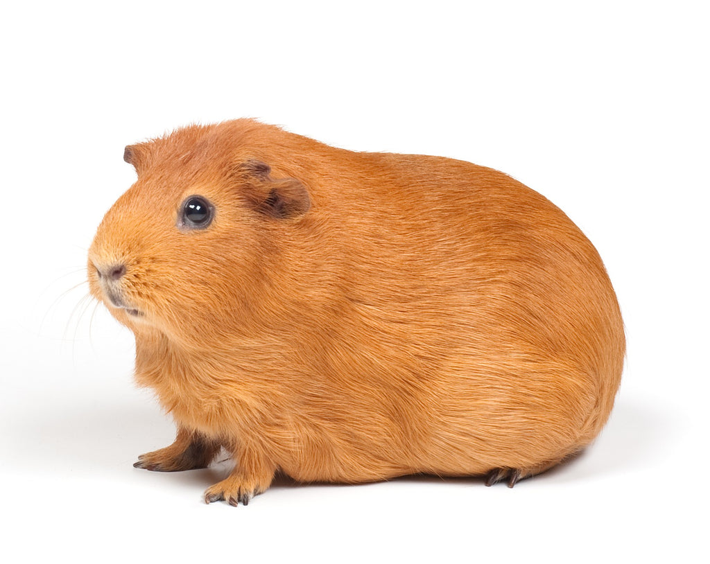 guinea pig loaf , guinea loaf , guinea pig loaf of bread , guinea pig bread loaf