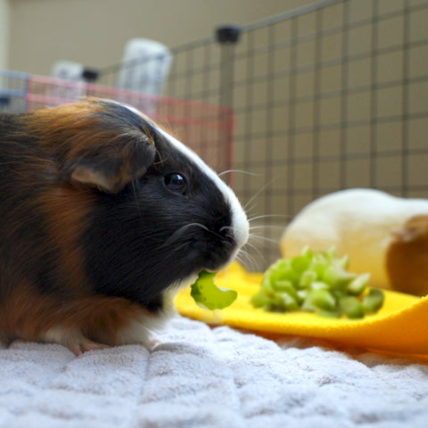 Safe Veggies for Guinea Pigs