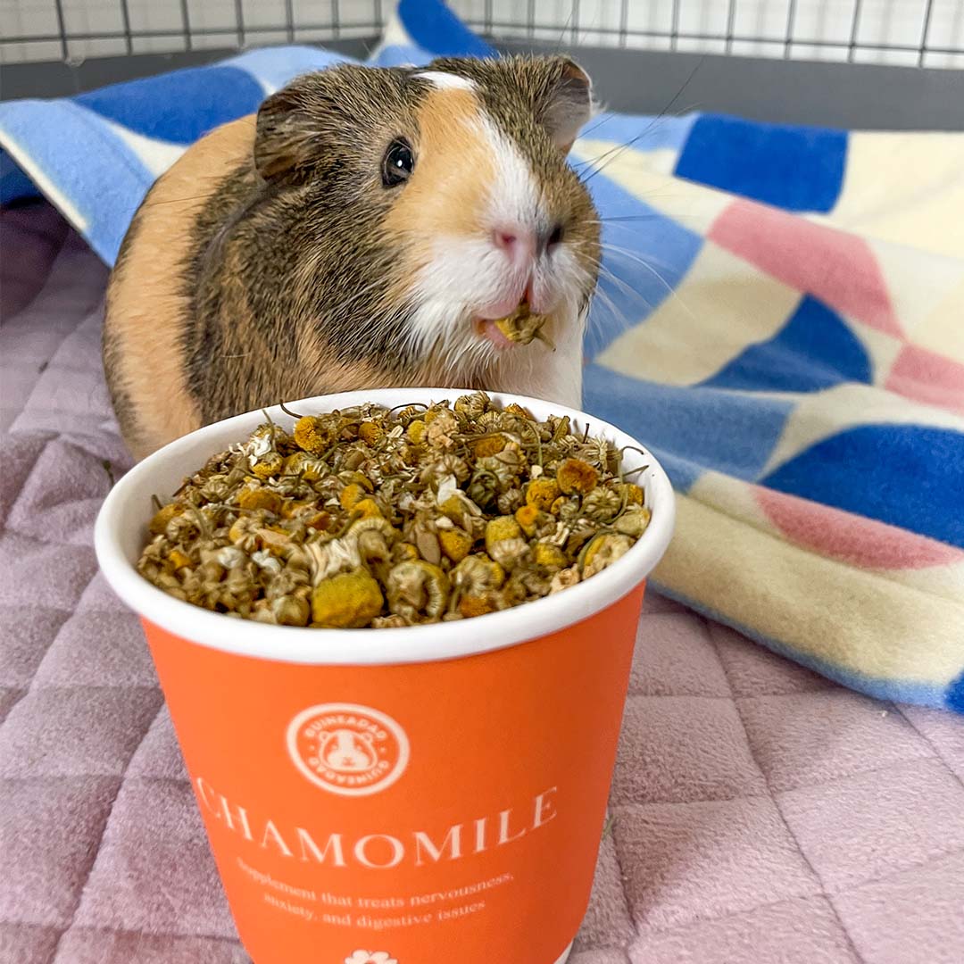 Guinea pig eating GuineaDad Chamomile Organic Herbal Treats for guinea pigs