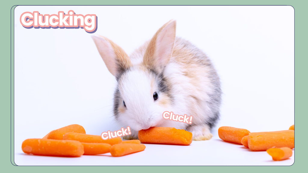 Clucking , rabbit clucking , bunny clucking , rabbits clucking , bunny clucks rabbit sounds , rabbit mute chat sounds , bunny sounds , rabbit noises , bunny noises