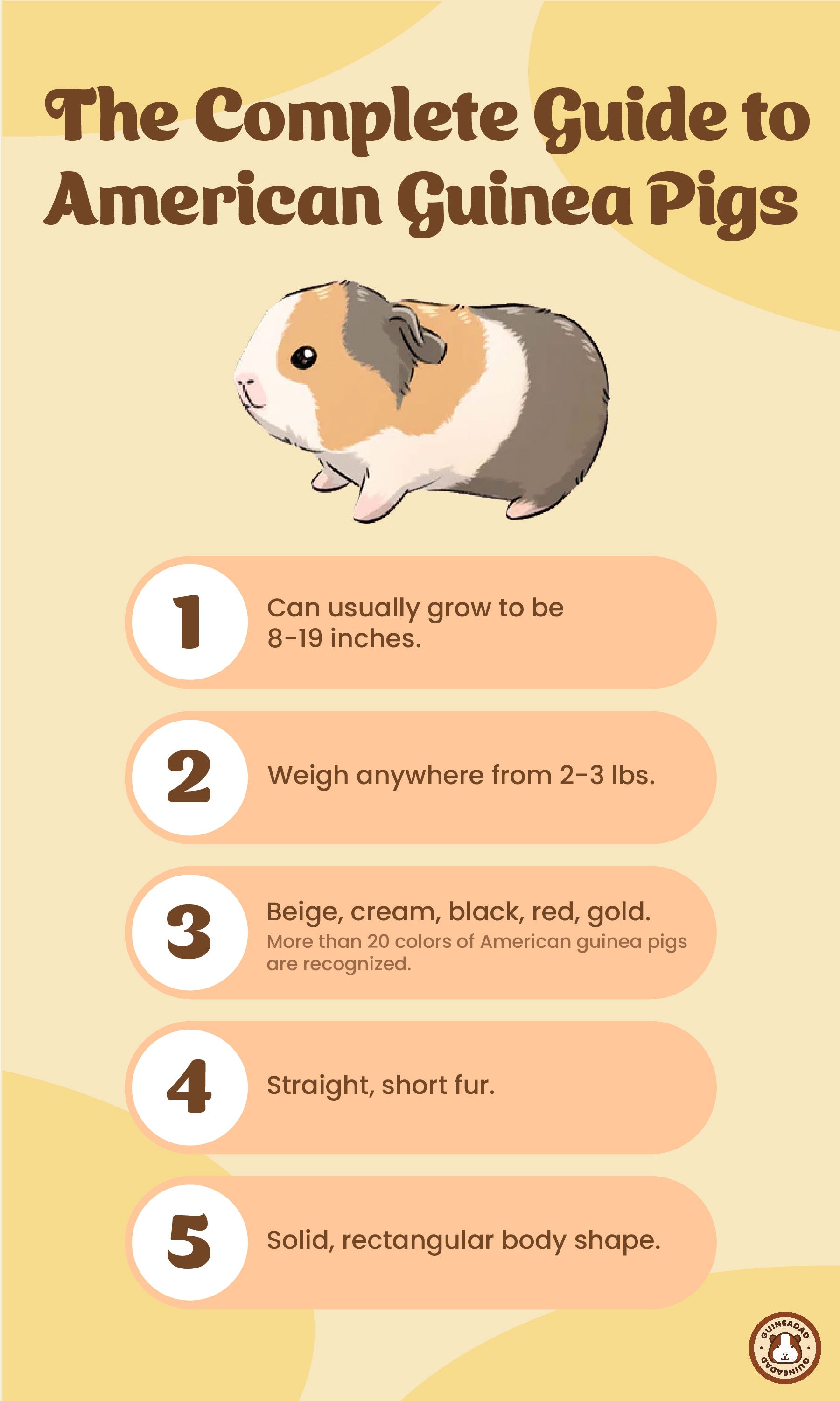 Infographic displaying the physical characteristics of American guinea pigs