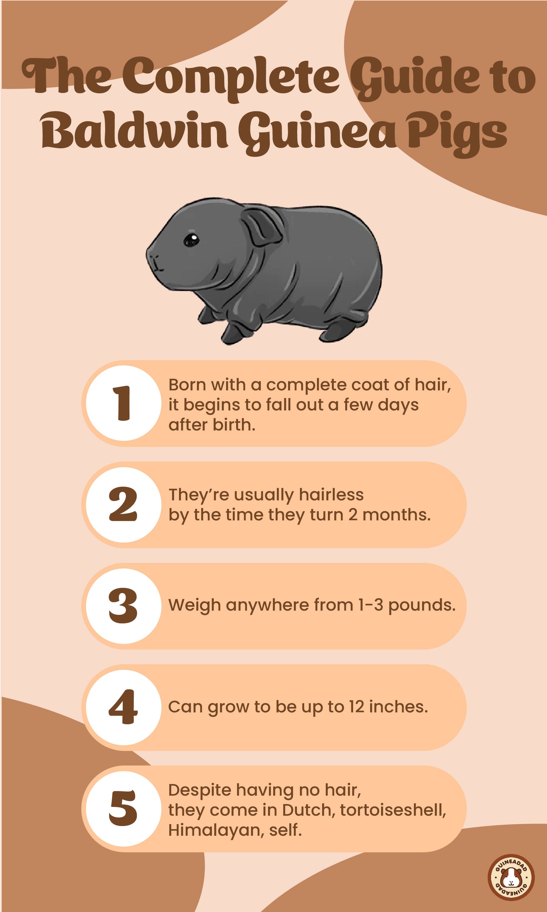 Infographic displaying the physical characteristics of baldwin guinea pigs