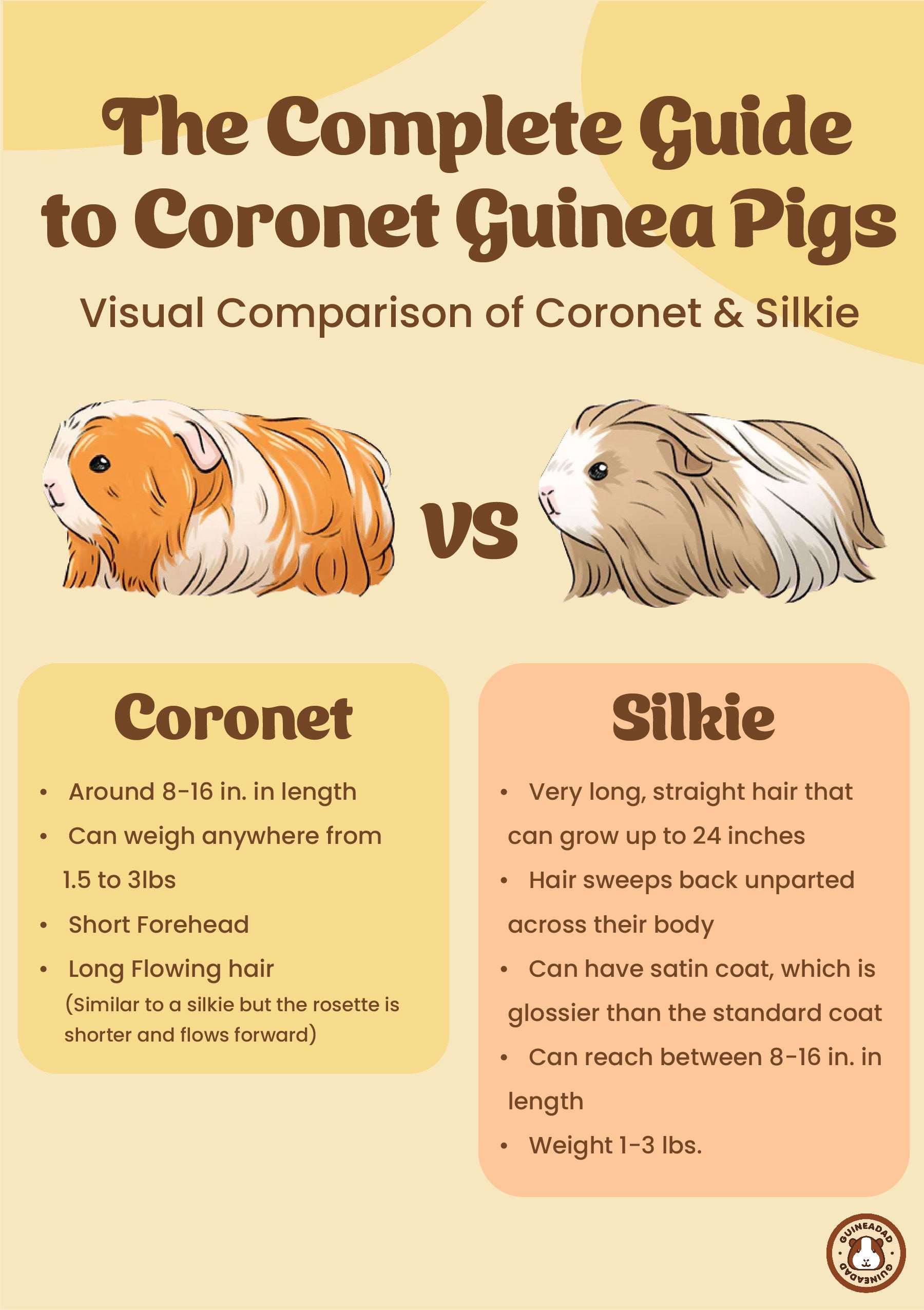 Infographic displaying the differences between the appearances of coronet guinea pigs and silkie guinea pigs
