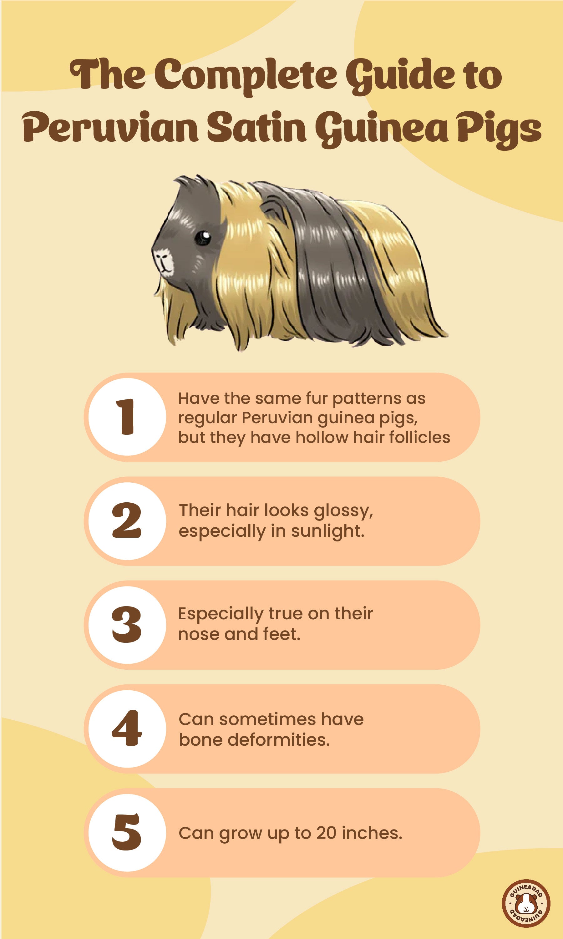 Infographic displaying the physical characteristics of Peruvian Satin Guinea Pigs