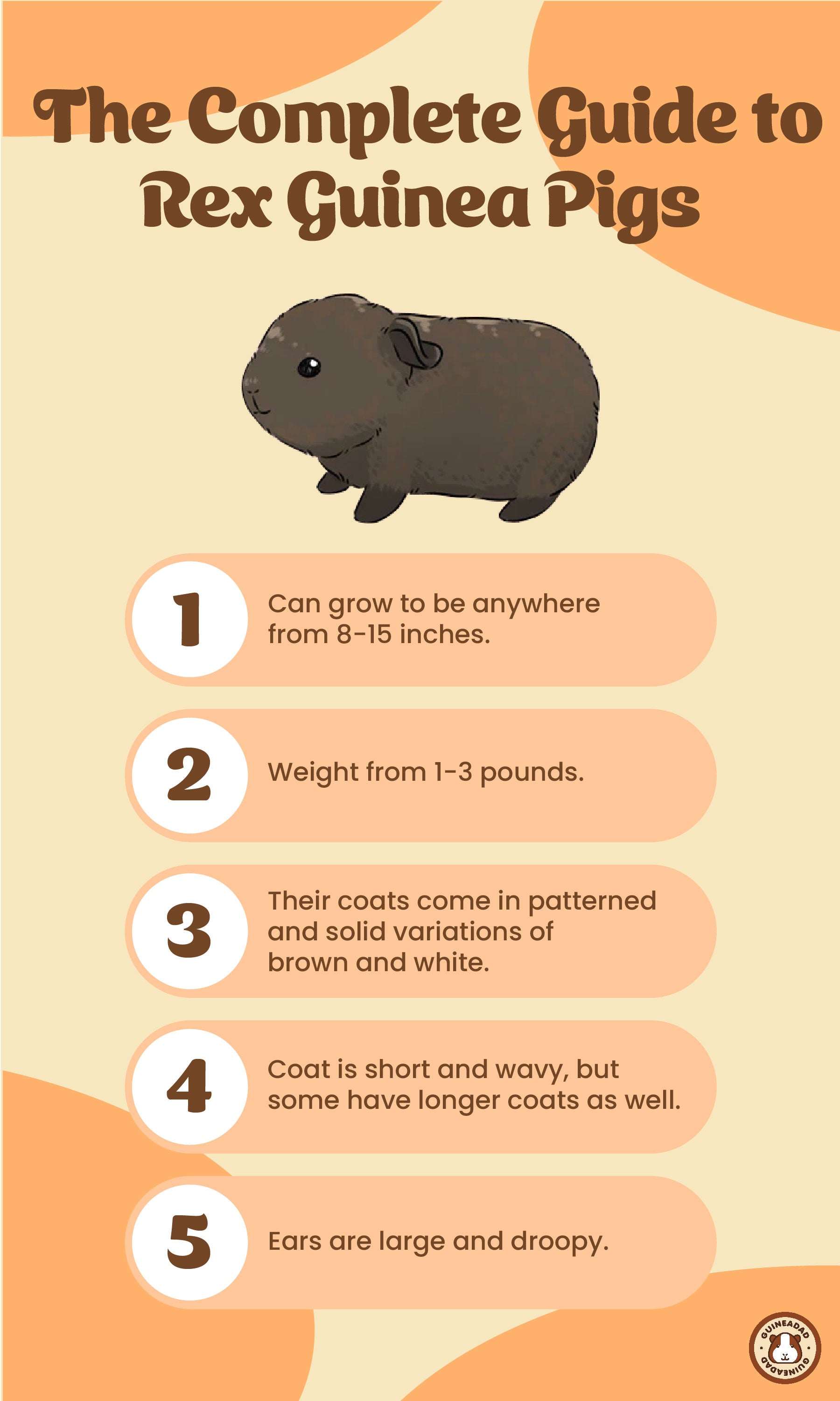 Inforgraphic displaying the physical characteristics of rex guinea pigs