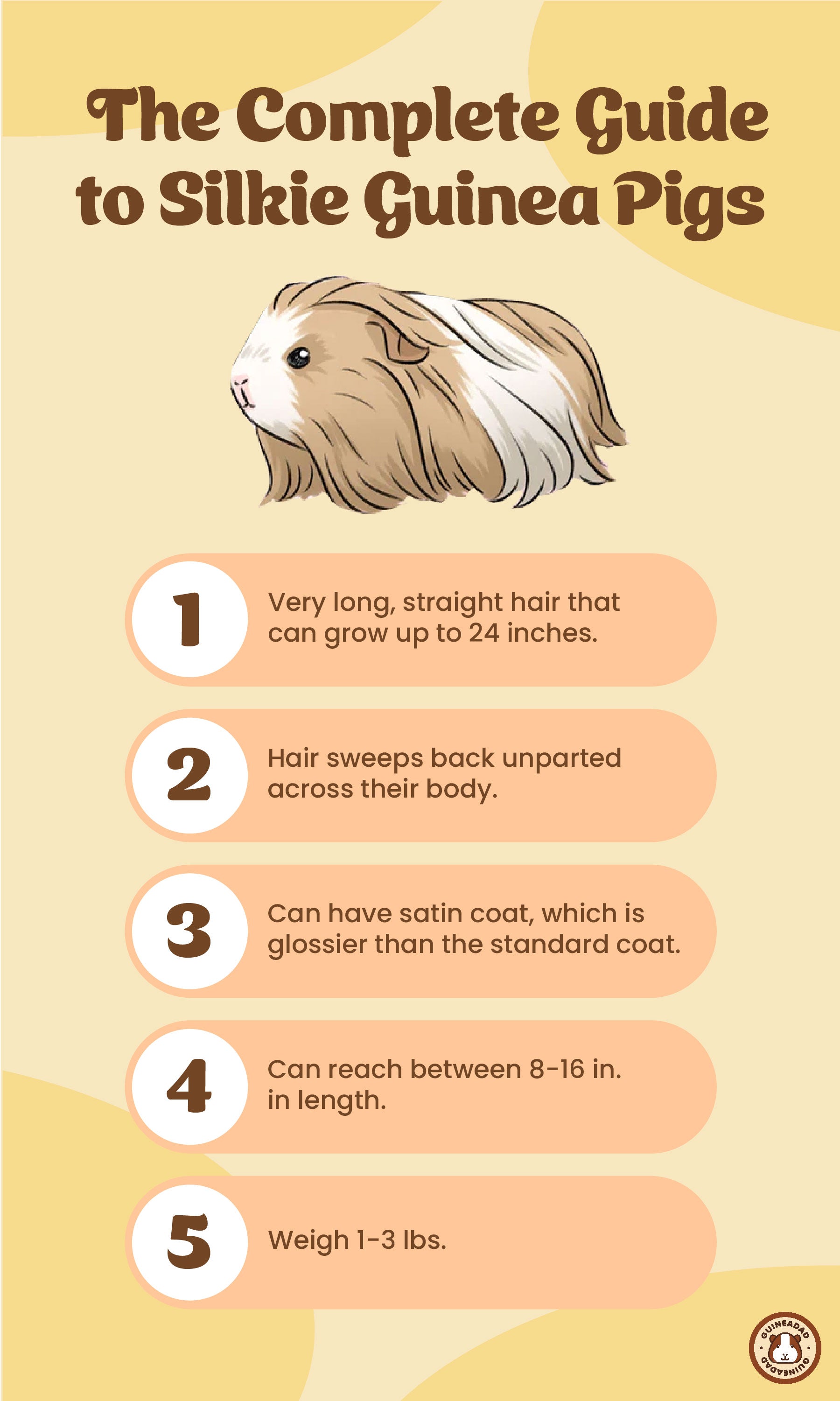 Infographic showing the physical characteristics of silkie guinea pigs