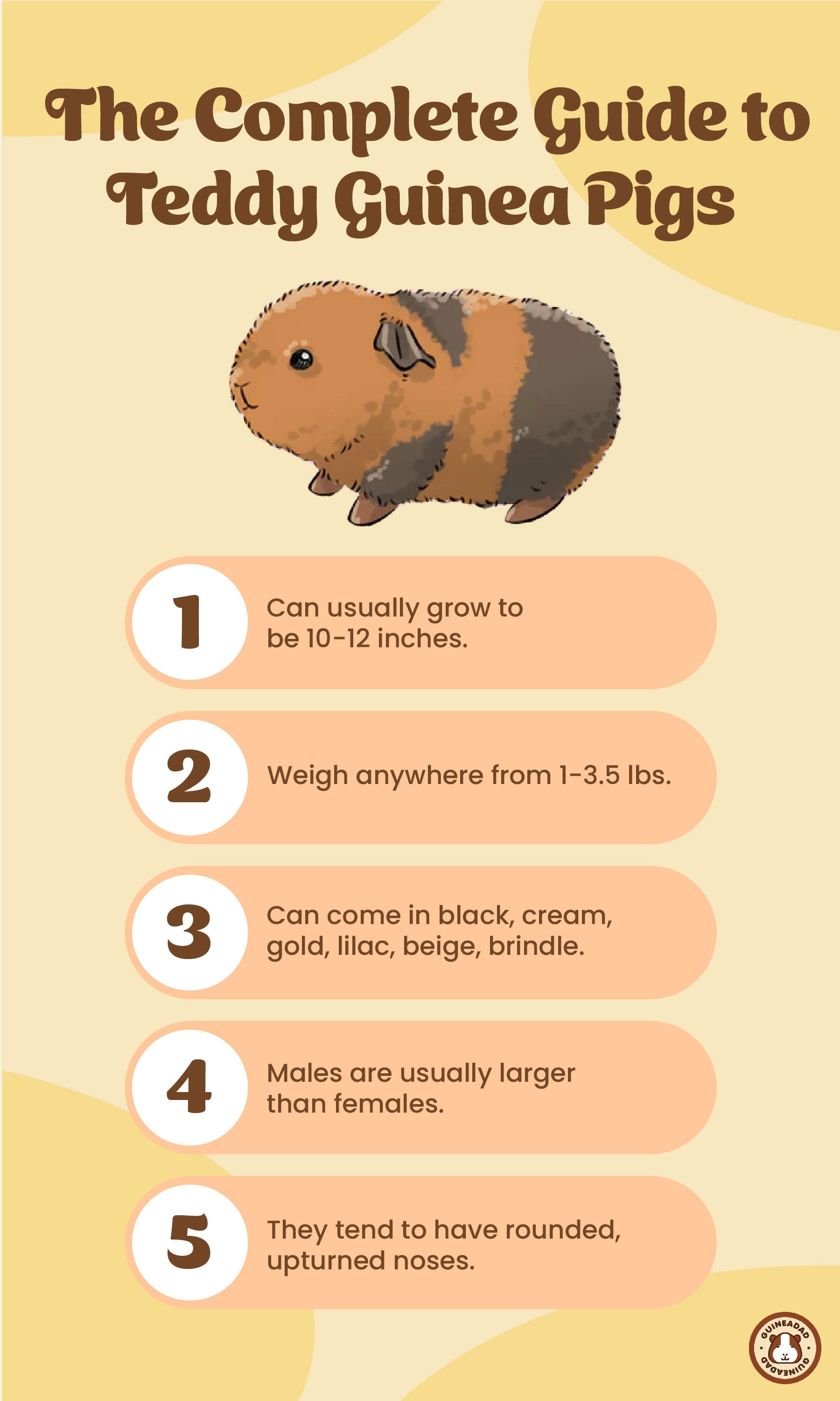 Infographic displaying the physical characteristics of teddy guinea pigs