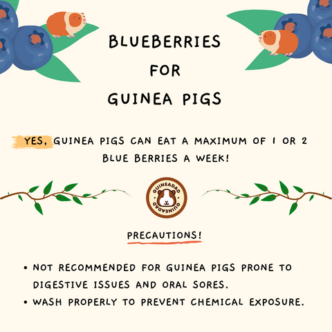 Can guinea pigs eat blueberries?