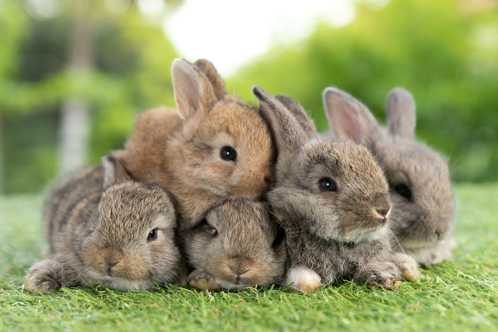 baby bunnies