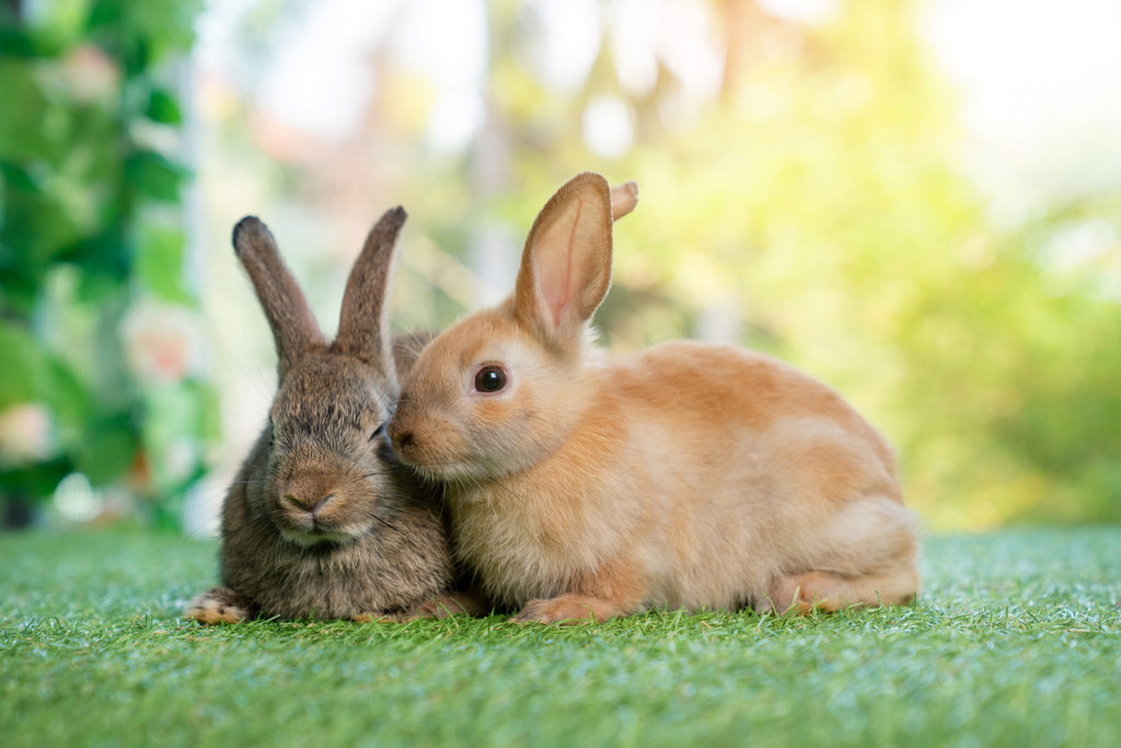 cute bunny rabbits, sleepy bunny, bunny sleepy