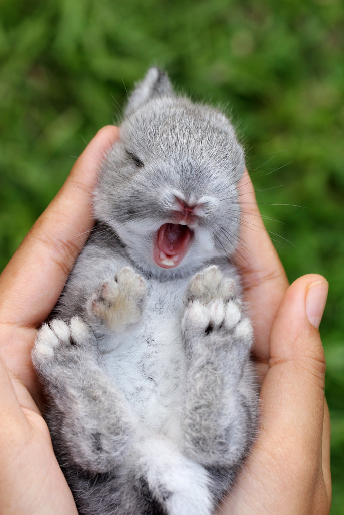 baby bunny, cute baby bunny, bunny sleepy, sleepy bunny, adorable baby bunny