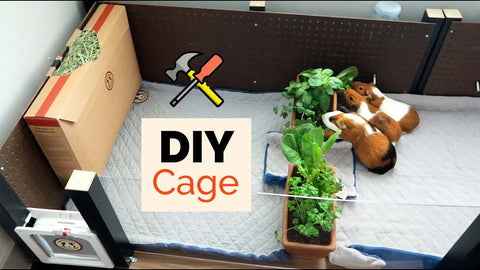 DIY cage for guinea pigs