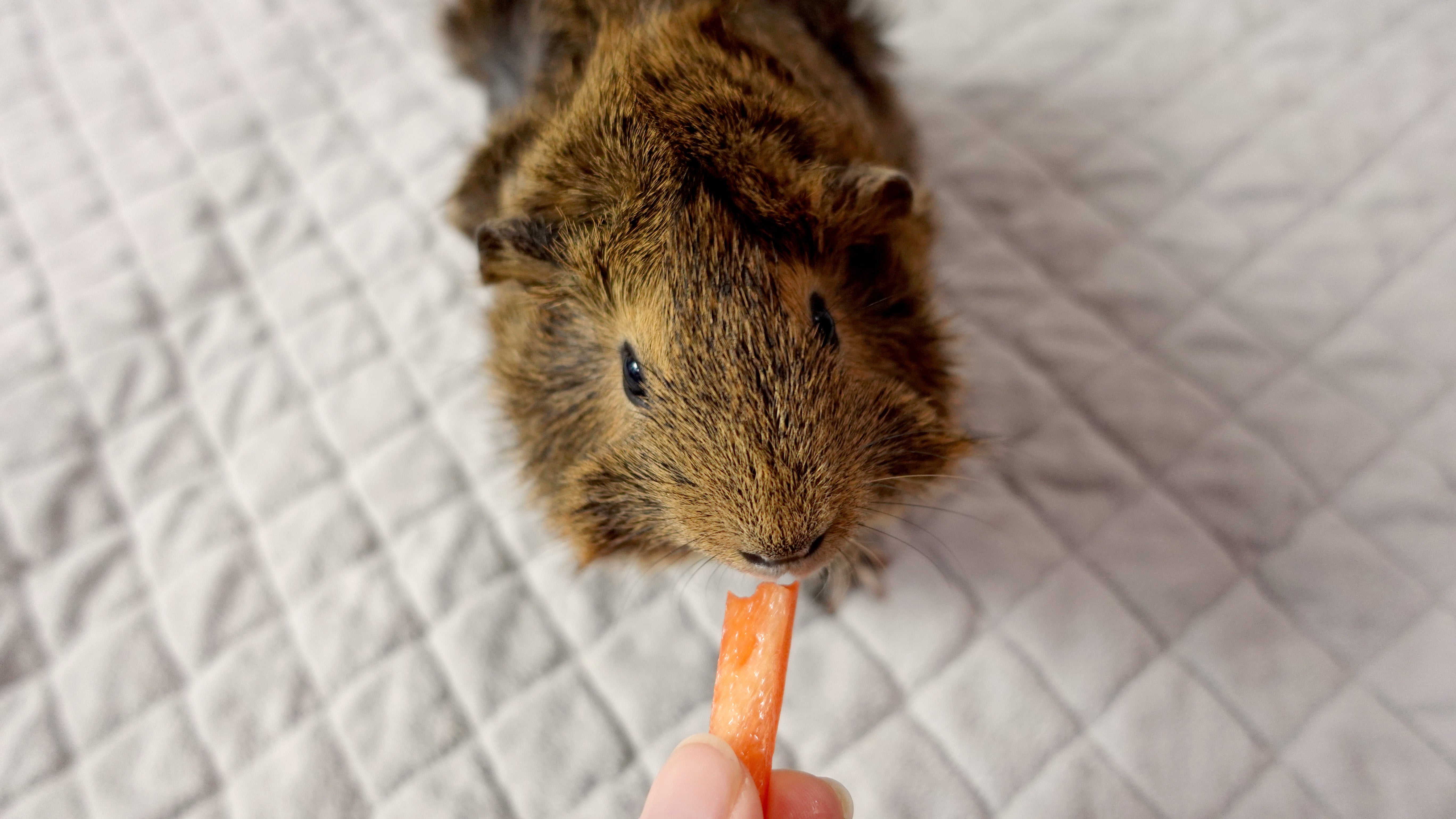 guinea pig eating bell pepper