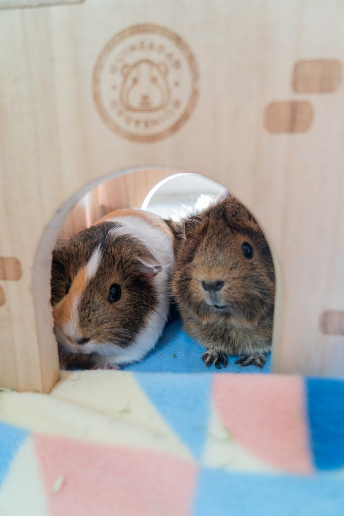 Churro & Sesame , Disgraced GuineaDad Animal News Hosts hide after a reporting faux pas
