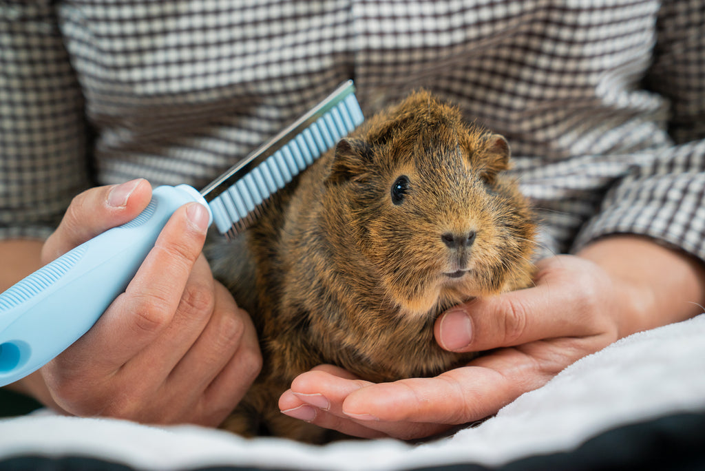 cute guinea pig, guineadad