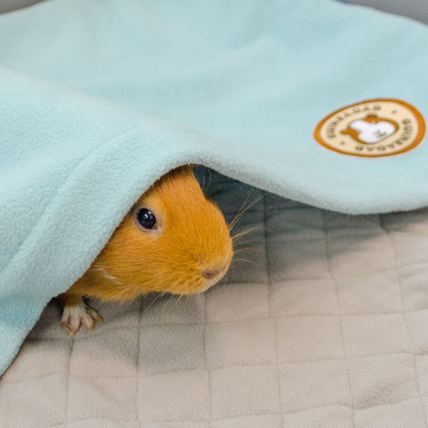 guinea pig in fleece bedding