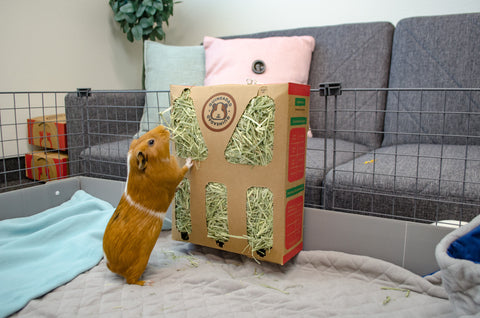 Apple Plush Bed for Guinea Pigs