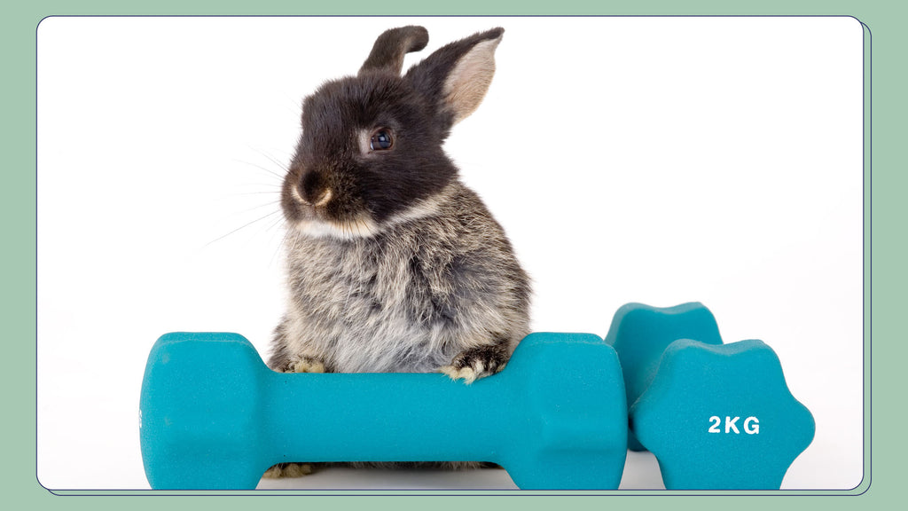 A rabbit exercising