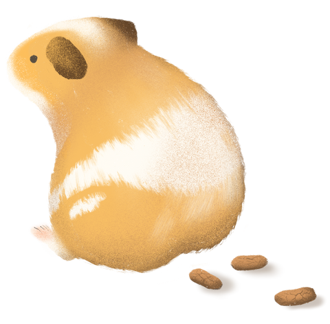 Small and Dry guinea pig poop can be a sign of dehydration. Promptly provide hydration to guinea pigs through water and/or vegetables such as cucumber